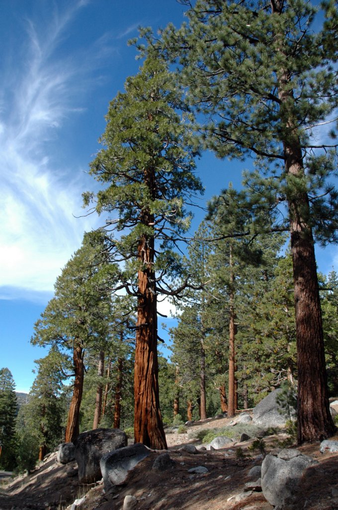 Stanislaus National Forest selected to harvest the 2011 National Capitol Christmas Tree