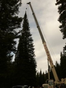 Capitol Christmas Tree 2008