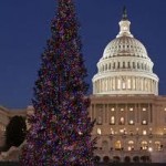 Capitol Christmas Tree 2006